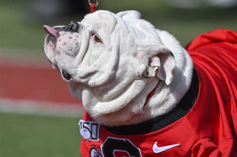 The Evolution of Georgia Bulldogs Mascot Names Through the Years
